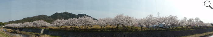 さくら緑地の満開の桜　パノラマ写真